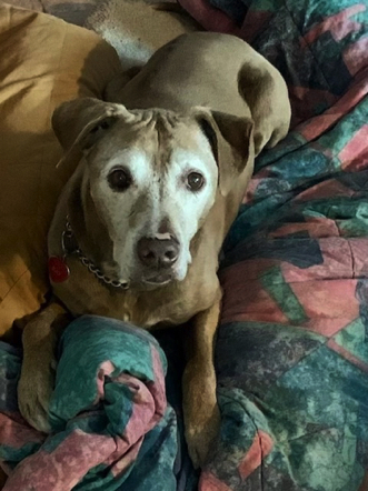 Jan 26 - The angels came for Lily Ray (Robin's girl) yesterday. She was such a sweet girl and dearly loved. We already miss you Lily! Jan 26 - The angels came for Lily Ray (Robin's girl) yesterday. She was such a sweet girl and dearly loved. We already miss you Lily!